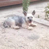 فروش سگ نژاد شیتزو شناسنامه دار