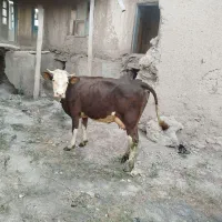 گاو سیمنتال