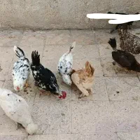 مرغ وخروس گلین وسلطان