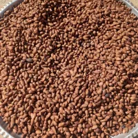 بادام