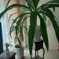 گل سوسن عنکبوبتی بزرگ