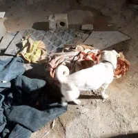 سگ دزدیده شده|حیوانات|برخوار, |دیوار