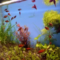 آکواریوم با گیاهان طبیعی|ماهی|سنندج, |دیوار