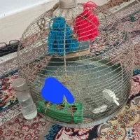 سهره خاکی|پرنده|پاکدشت, پاکدشت (مامازند)|دیوار