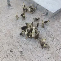 جوجه غاز محلی دورگه و قوغاز