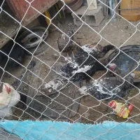 بوقلمون خروس محلی|حیوانات مزرعه|ارژن, |دیوار