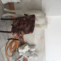 مانکن|فروشگاه و مغازه|زنجان, |دیوار