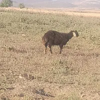 بره نر گیج
