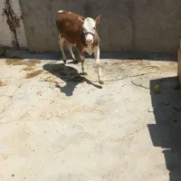 گوساله سمینتال