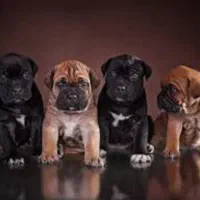 دوبرمن بلوطی کنکورسو شامپاینی و کنکورسو مشکی|سگ|تهران, وردآورد|دیوار