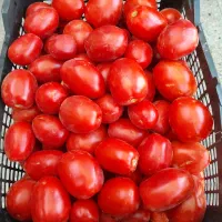 گوجه
