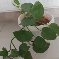 گل و گیاه آپارتمانی