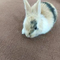 خرگوش ناز و بامزه