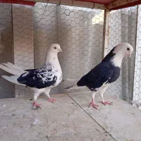 کفتر کبوتر