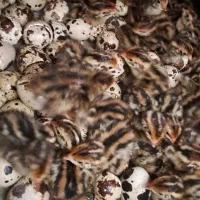 پیش فروش جوجه بلدرچین