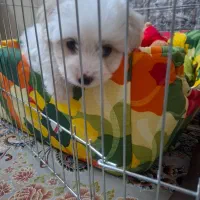 واگذاری سگ نژاد پودل کراس ۲ ماهه ( رایگان نیست)|سگ|تهران, جوادیه|دیوار