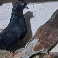 یک جفت کبوتر دمه تخم ،زاغوسرخ|پرنده|مینودشت, |دیوار