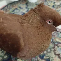 کفتر یا کبوتر