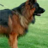 سگ ژرمن اصیل مو بلند