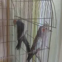عروس هلندی مولد همراه با جوجه عروس