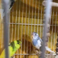 مرغ عشق جوان