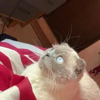 گربه اسکاتیش فولد ماده بلوپوینت عقیم نشده