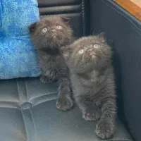 بچه. گربه. اسکاتیش. فولد و دبل فولد . ۶ م