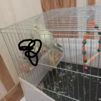 عروس هلندی گمشده