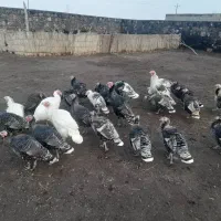 فروش بوقلمون