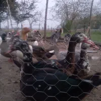 اردک اسرائیلی نر برای خوردن