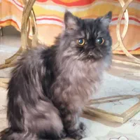 پرشین ماده فوق العاده بانمک