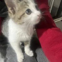 گربه|گربه|رشت, شهرک آیت الله منتظری|دیوار