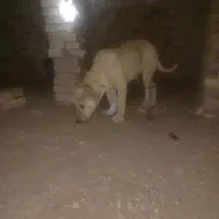 سلام خسته نباشید دو تا توله هم قال|سگ|سبزوار, پاسداران|دیوار