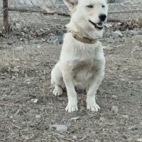 فروش سگ|سگ|اردبیل, |دیوار