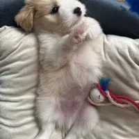 واگذاری نژاد شیتزو مالتیز