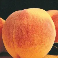 شروع پیش فروش نهال هلو تابع