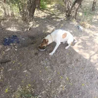 سگ نگهبان
