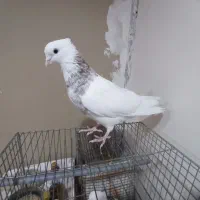 کبوتر طوقی سینه ای یاهو رنگی|پرنده|قم, علی آباد سعدگان|دیوار