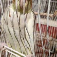 فروش یکجا عروس ومرغ عشق|پرنده|تهران, خرمشهر|دیوار