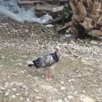 کبوتر|پرنده|لامرد, |دیوار