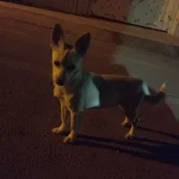 سگ گمشده شترک
