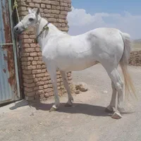 خریداسب پالونی وفروش