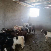 17راس بزغاله نر درجه یک|حیوانات مزرعه|آران و بیدگل, |دیوار