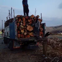 خرید درخت در محل نقد