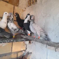 کفترپرشی|پرنده|تاکستان, |دیوار