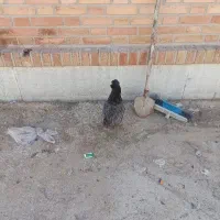 مرغ تخم‌گذار