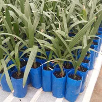 فروش ویژه نخل کشت بافت