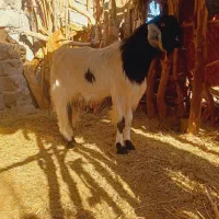 نری چاق چاق مناسب کشتی و مالداری