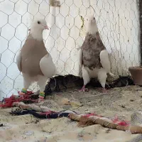 طوقی|پرنده|شاهین‌شهر, نبوت|دیوار