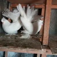 انواع‌دم‌چتری‌اصیل‌وزیبا